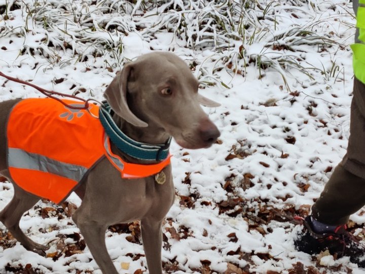 Каланте не терпиться побігти на пошуки людини