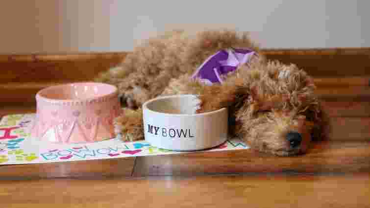 Собака відмовляється від їжі: чому і що робити 