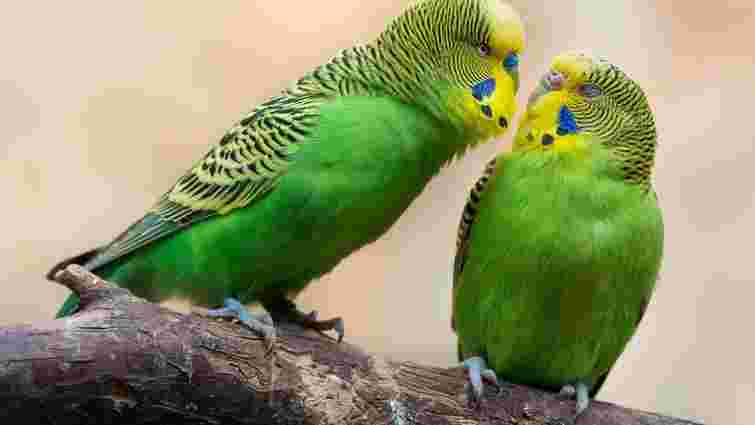 Як навчити хвилястого папугу говорити: покрокова інструкція 