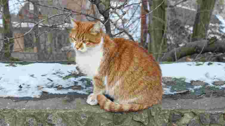 Чи можна випускати кота на балкон або вулицю взимку: ризики та поради для господарів 