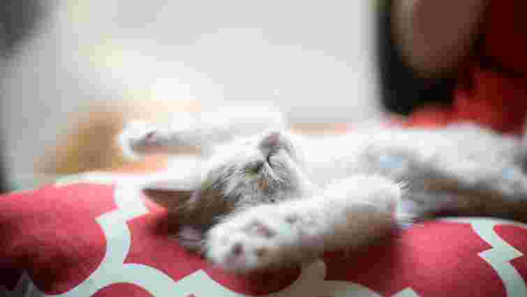 Чому ваш кіт обожнює спати біля голови: 10 зворушливих причин