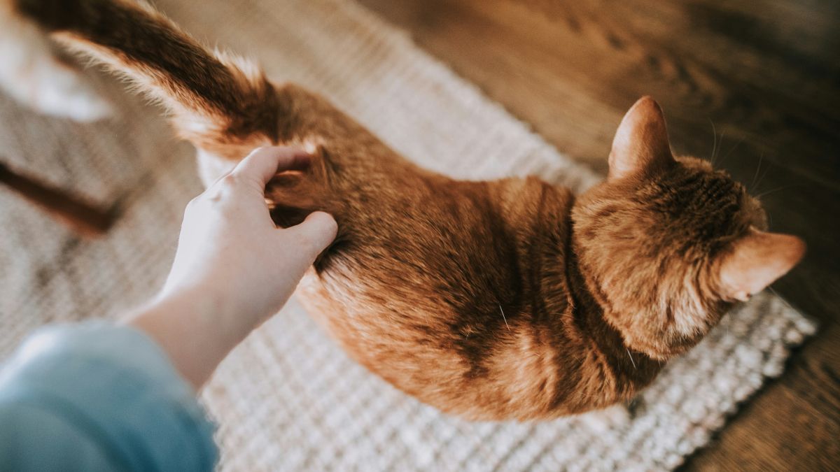 Як сказати коту «Я тебе люблю»: 9 порад для господарів 