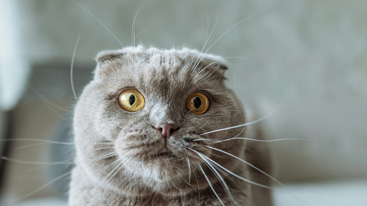 Як привчити кота до переноски: 7 корисних порад 