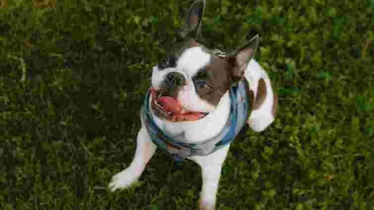 Чи можуть собаки сміятися: думка експертів 