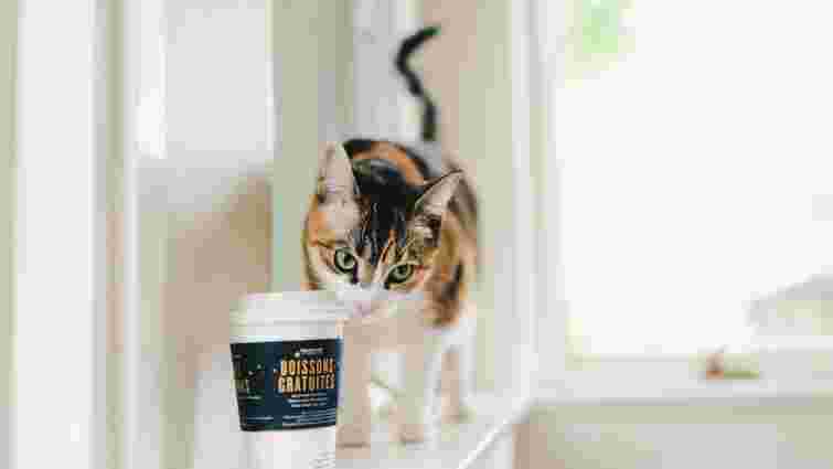 Котяча м’ята і не тільки: які несподівані запахи приваблюють котів 