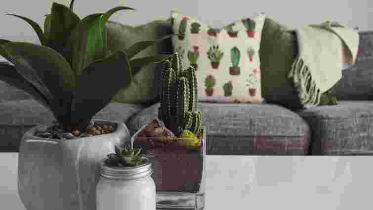 Як пил впливає на кімнатні рослини і як часто його потрібно прибирати 