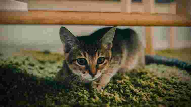 Як заспокоїти наляканого кота: корисні поради для власників