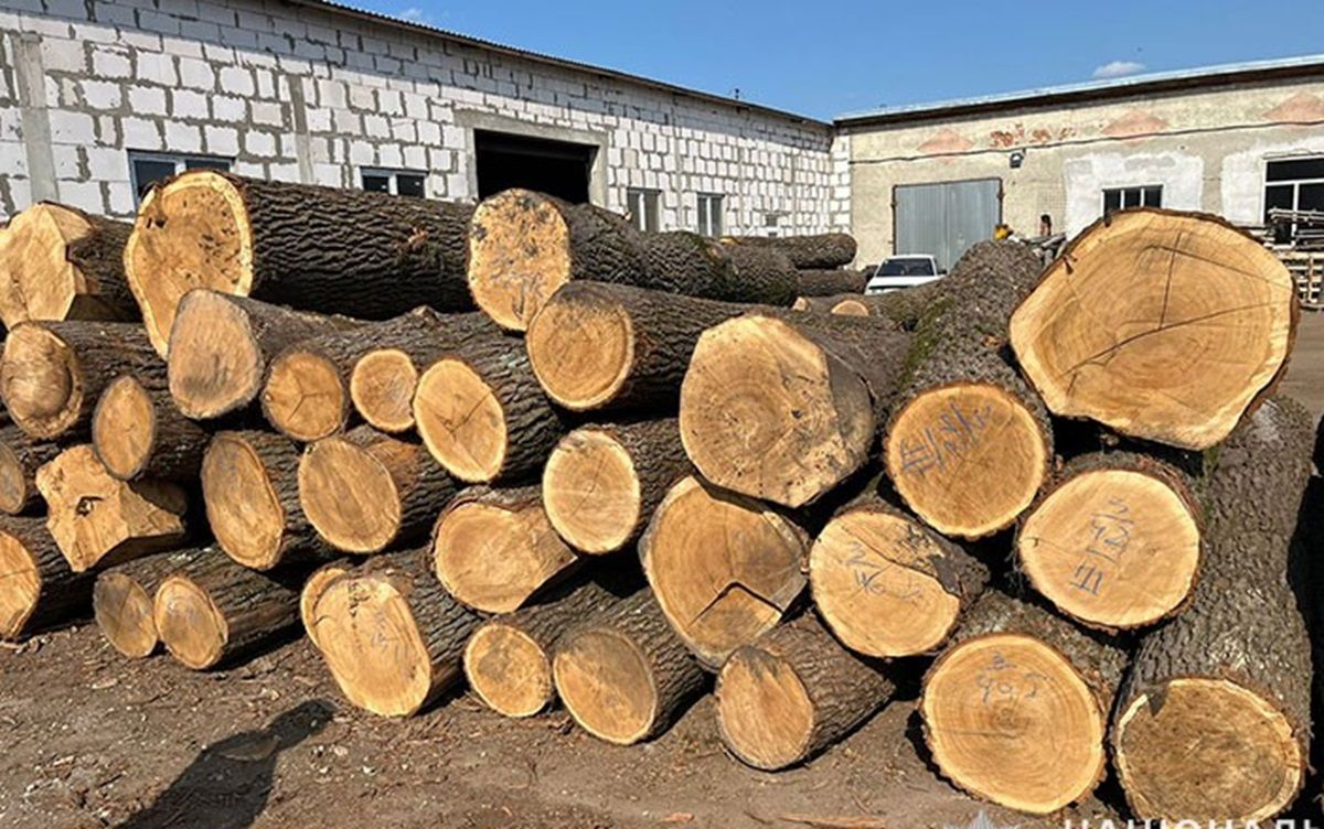 На Тернопільщині злочинна група незаконно вирубала і продала деревини на 1 млн грн