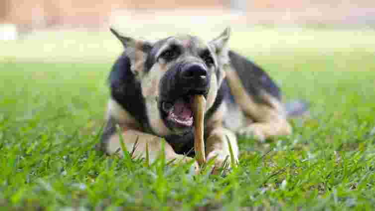 Тільки нашкодить: які продукти категорично заборонено давати собаці