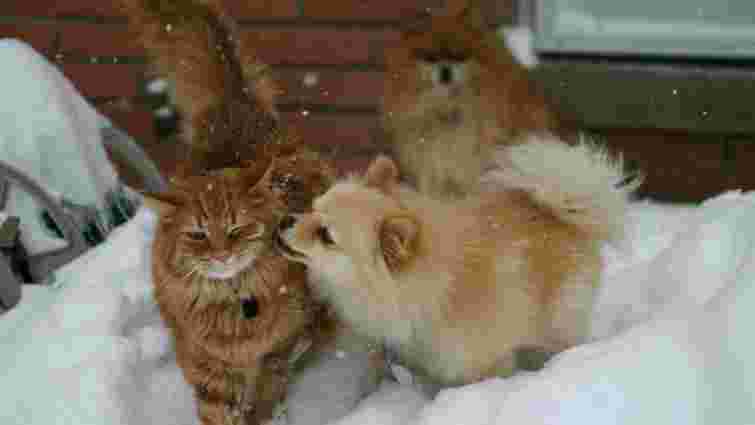 Єдиний державний реєстр домашніх тварин: що це таке і як працює