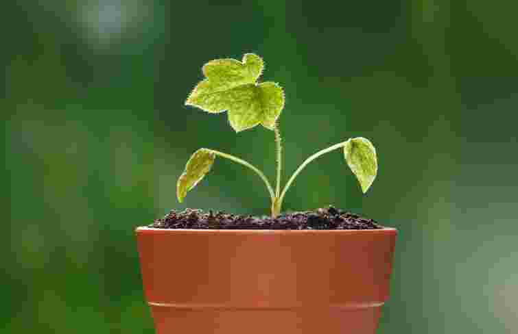 Як виростити виноград у квартирі: 5 головних умов