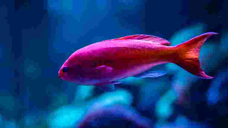 Як розпізнати грибкову інфекцію в акваріумних рибок та чому вона виникає: пояснення