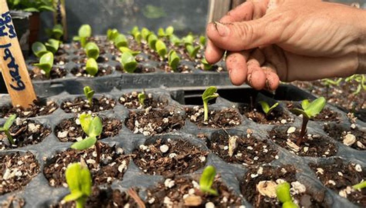 Як приготувати ідеальну ґрунтосуміш для розсади перцю чи баклажанів: інструкція