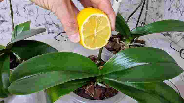 Як врятувати лимоном орхідею, що не цвіте: вражаючий метод квітникарів