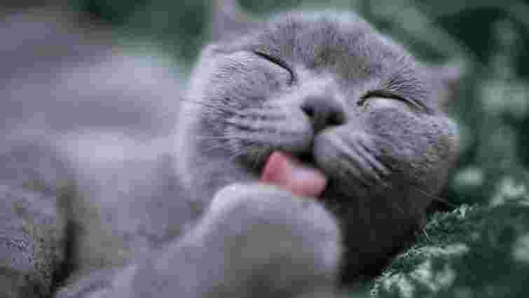 Харчування і активність: як допомогти стерилізованому коту не набрати зайві кілограми 
