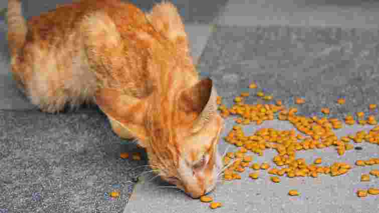 Молоко, кістки, відбивні: які продукти загрожують здоров’ю кота