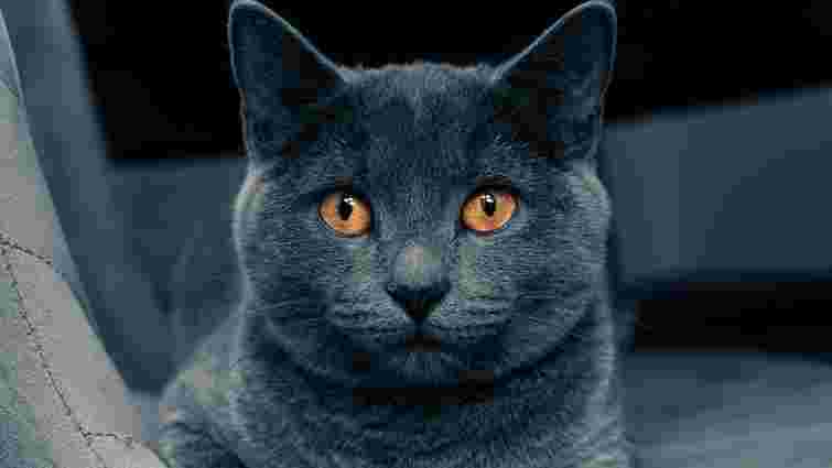 Чому британські коти не люблять, коли їх беруть на руки: розкриваємо секрети породи 
