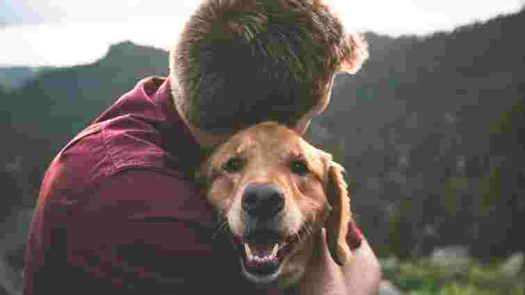 Навіщо собака штовхає носом людину: пояснення експертів Навіщо собака штовхає носом людину: пояснення експертів