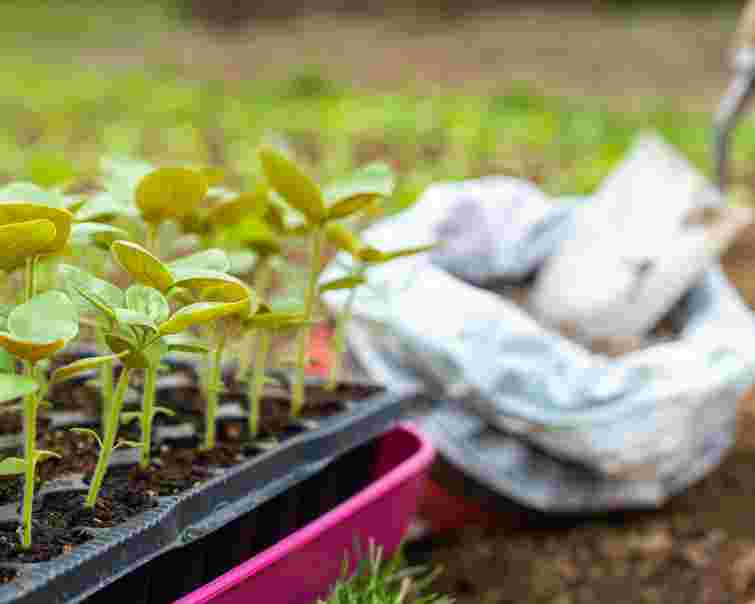 Розсада буде рости швидше і краще: несподіваний лайфхак з фольгою