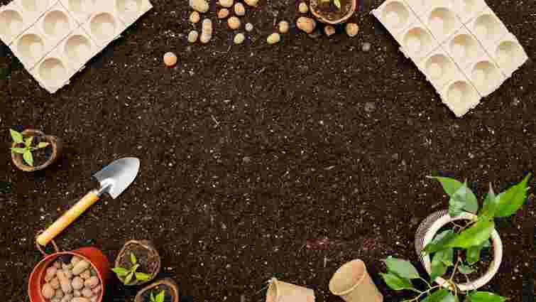 Які ягоди посадити на розсаду в лютому та як саме: сприятливі дати і корисні поради Які ягоди посадити на розсаду в лютому та як саме: сприятливі дати і корисні поради