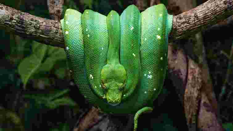 Як вибрати змію, якщо заводите її вперше: основні критерії Як вибрати змію, якщо заводите її вперше: основні критерії