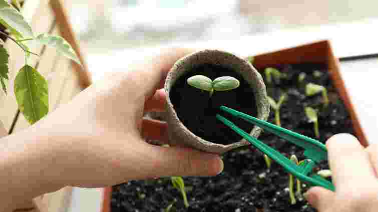 Які квіти посіяти на розсаду у лютому 2025 року: однорічники та багаторічники Які квіти посіяти на розсаду у лютому 2025 року: однорічники та багаторічники