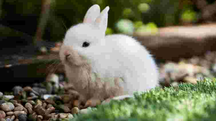 Догляд за кроликом: чому важливо вчасно стригти кігті Догляд за кроликом: чому важливо вчасно стригти кігті