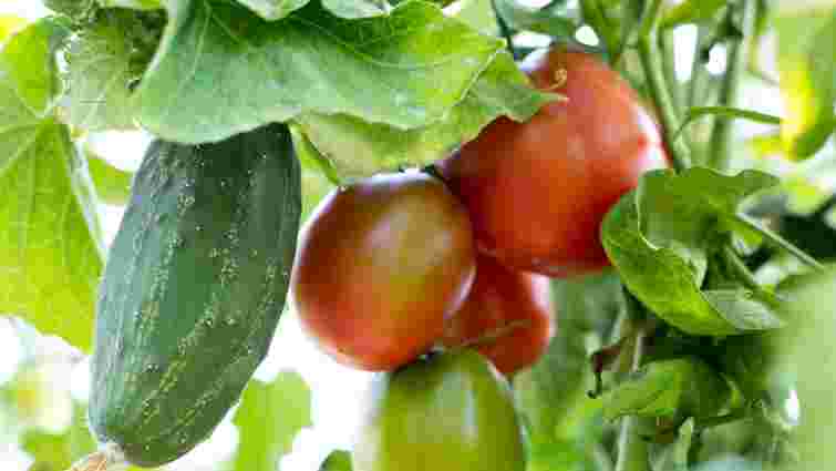 Інвестиція в ідеальний урожай: як спланувати сівозміну для максимального результату Інвестиція в ідеальний урожай: як спланувати сівозміну для максимального результату