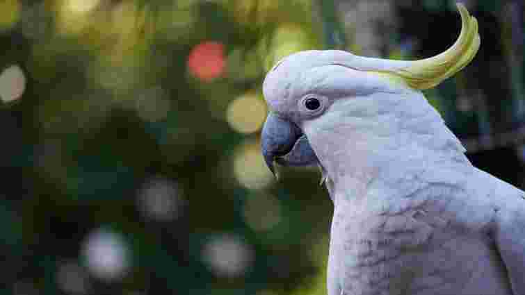 Якого розміру має бути клітка для какаду та з якого матеріалу: гайд для власників Якого розміру має бути клітка для какаду та з якого матеріалу: гайд для власників