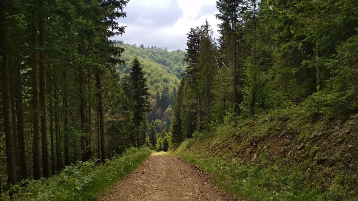 У нацпарку «Сколівські Бескиди» на Львівщині облаштують безбар’єрний маршрут