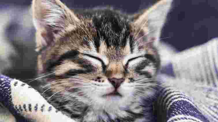 У кота гарячі вуха: у чому причина та чим це небезпечно У кота гарячі вуха: у чому причина та чим це небезпечно