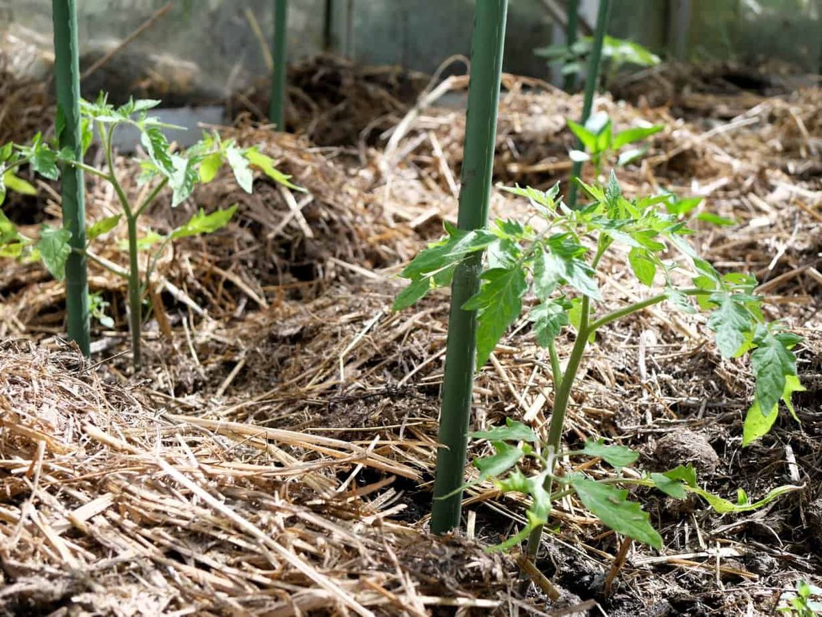 Не робіть цього під час мульчування: 5 помилок, які нашкодять вашим рослинам