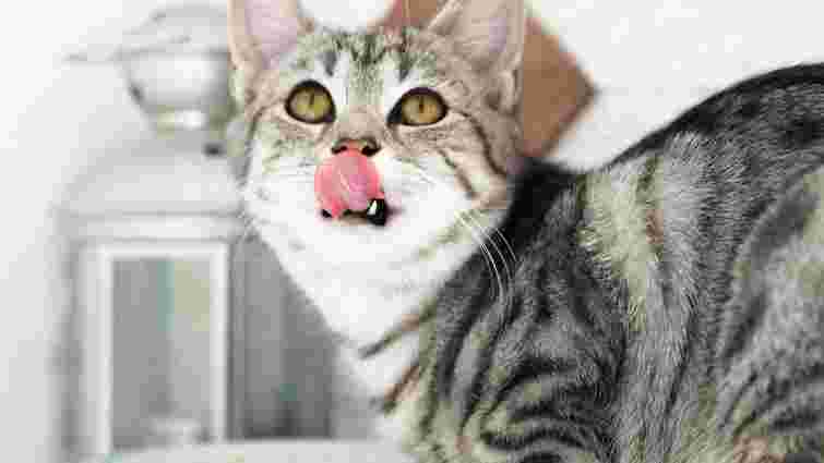 Чи можна змішувати сухий корм із вологим для кота, щоб урізноманітнити раціон
Чи можна змішувати сухий корм із вологим для кота, щоб урізноманітнити раціон