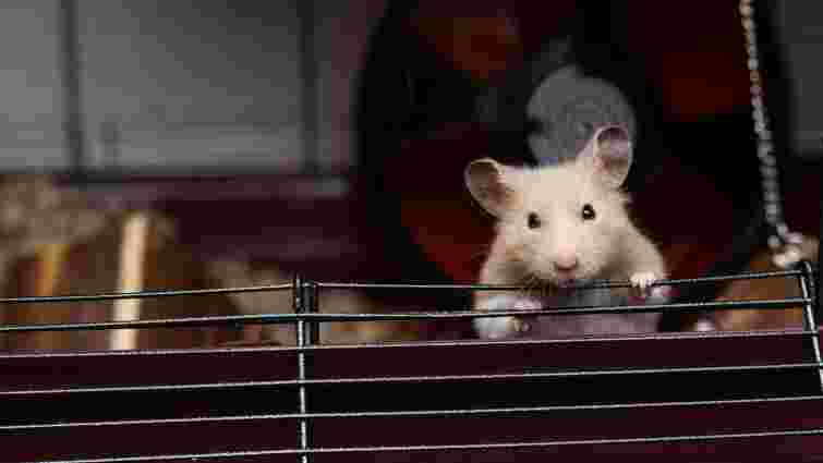 Як відучити хом’яка гризти клітку: корисні поради для власників Як відучити хом’яка гризти клітку: корисні поради для власників