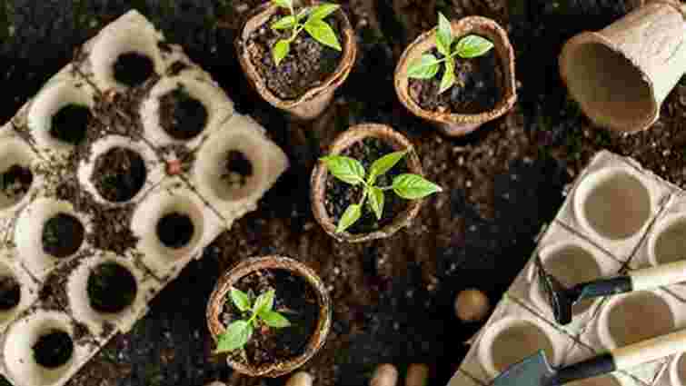 Як отримати рекордний врожай перцю: підживлення розсади на початкових стадіях Як отримати рекордний врожай перцю: підживлення розсади на початкових стадіях