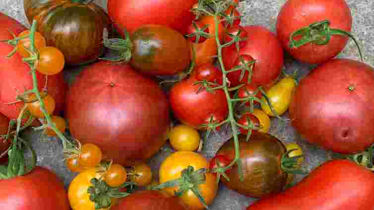 Пластикові на смак і водянисті: 4 популярні сорти помідорів, які не варто садити Пластикові на смак і водянисті: 4 популярні сорти помідорів, які не варто садити