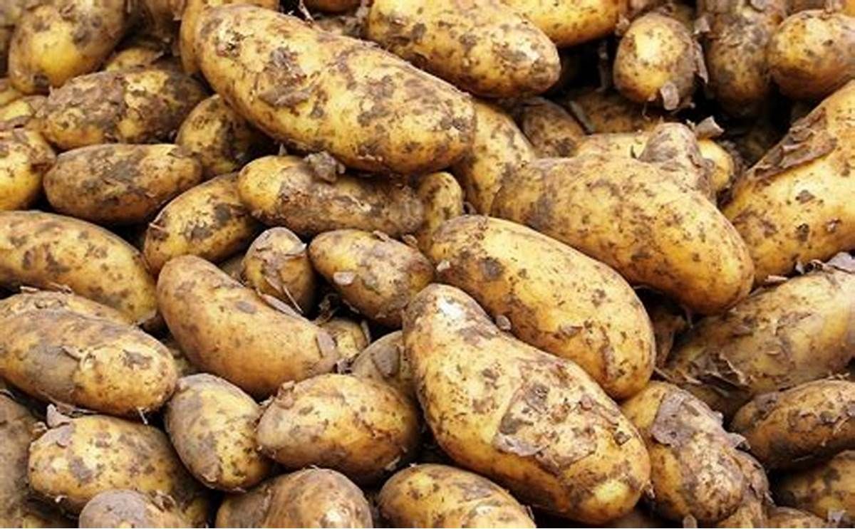 Рекордний урожай: 6 найродючіших сортів картоплі, які варто посадити цьогоріч