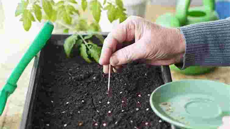 Як за допомогою звичайних ножиць прискорити пророщування перцю: простий лайфхак Як за допомогою звичайних ножиць прискорити пророщування перцю: простий лайфхак