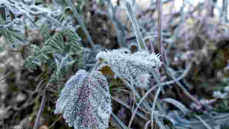Люті морози без снігу: 5 справ, які треба зробити для порятунку саду і городу Люті морози без снігу: 5 справ, які треба зробити для порятунку саду і городу
