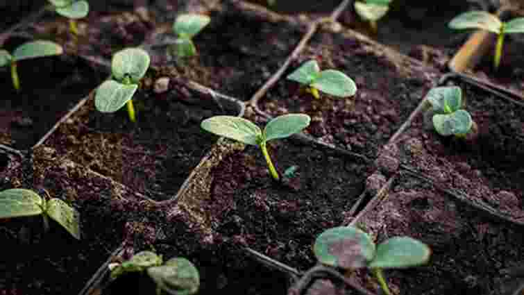 Розсада росте на очах: добриво з лавровим листом для максимального ефекту Розсада росте на очах: добриво з лавровим листом для максимального ефекту