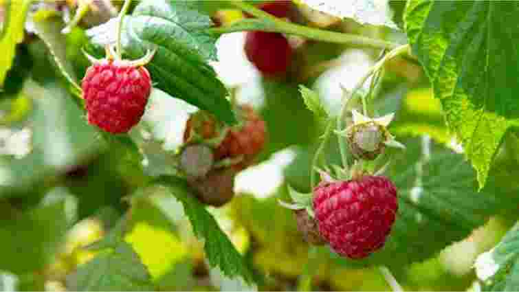 Як зберегти великий врожай малини: три помилки, яких варто уникати Як зберегти великий врожай малини: три помилки, яких варто уникати