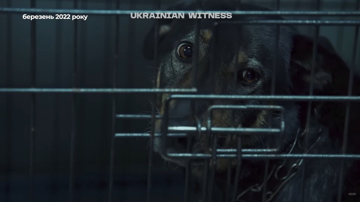 «Ми не можемо їх кинути. Це наше все. Вони члени сім’ї»
