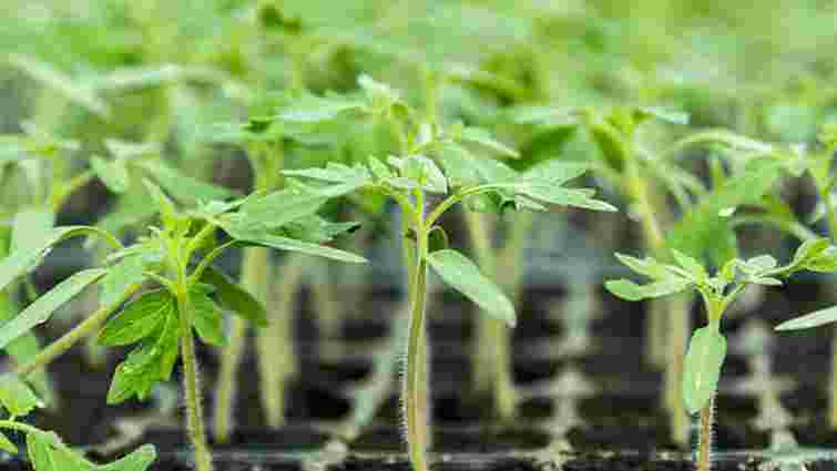 Як виростити розсаду за 10 днів: метод, який варто спробувати вже цього сезону Як виростити розсаду за 10 днів: метод, який варто спробувати вже цього сезону