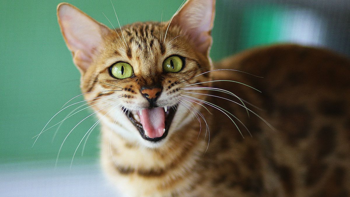 Чи можна котам їсти корицю: пояснення ветеринара 