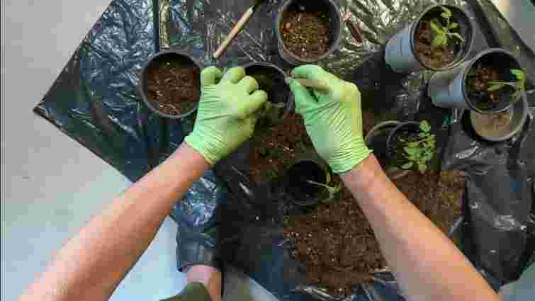 Чому розсада тоншає та падає: основні причини і рішення проблеми Чому розсада тоншає та падає: основні причини і рішення проблеми