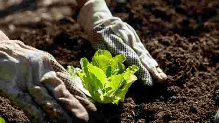 Посівний календар на березень 2025: що і коли сіяти на городі і в саду Посівний календар на березень 2025: що і коли сіяти на городі і в саду