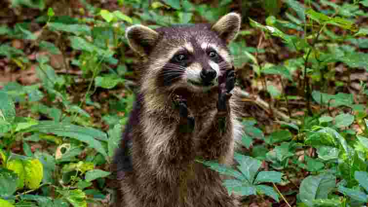 Не тільки пухнасті злодюжки: 11 цікавих фактів про єнотів