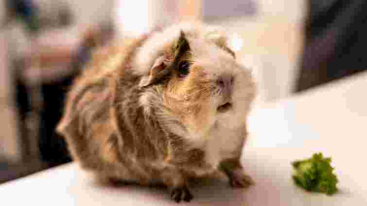 Світ очима морської свинки: що вони бачать і як сприймають кольори