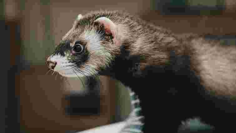 Як доглядати за домашнім тхором: корисні поради для власників