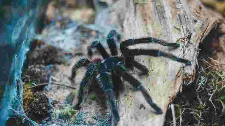 Трішки небезпечний і дуже невибагливий: як доглядати тарантула вдома